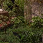 نگهداری از گیاهان روف گاردن